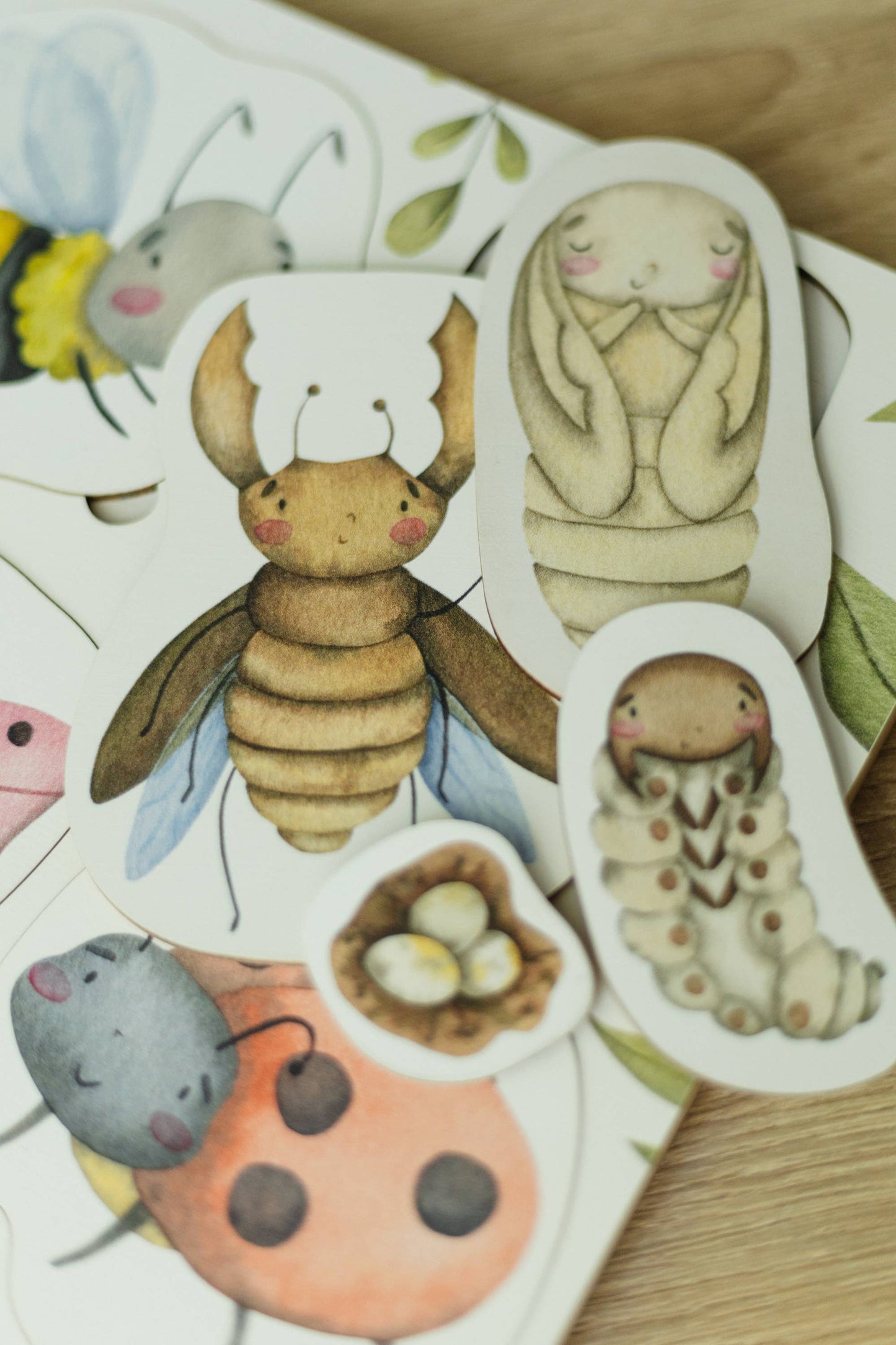 bugs and insects lifecycle